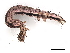  ( - BIOUG77701-H05)  @11 [ ] CreativeCommons - Attribution (2022) CBG Photography Group Centre for Biodiversity Genomics