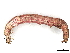  ( - BIOUG77701-H08)  @11 [ ] CreativeCommons - Attribution (2022) CBG Photography Group Centre for Biodiversity Genomics