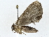  ( - BIOUG77702-C03)  @11 [ ] CreativeCommons - Attribution (2022) CBG Photography Group Centre for Biodiversity Genomics