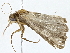  ( - BIOUG77702-D04)  @11 [ ] CreativeCommons - Attribution (2022) CBG Photography Group Centre for Biodiversity Genomics