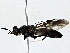  ( - BIOUG77702-F01)  @11 [ ] CreativeCommons - Attribution (2022) CBG Photography Group Centre for Biodiversity Genomics