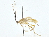  ( - BIOUG77703-A08)  @11 [ ] CreativeCommons - Attribution (2022) CBG Photography Group Centre for Biodiversity Genomics