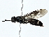  ( - BIOUG77703-C08)  @11 [ ] CreativeCommons - Attribution (2022) CBG Photography Group Centre for Biodiversity Genomics