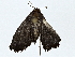  ( - BIOUG77703-F09)  @11 [ ] CreativeCommons - Attribution (2022) CBG Photography Group Centre for Biodiversity Genomics
