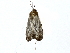  ( - BIOUG77703-F11)  @11 [ ] CreativeCommons - Attribution (2022) CBG Photography Group Centre for Biodiversity Genomics
