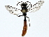  ( - BIOUG77704-A11)  @11 [ ] CreativeCommons - Attribution (2022) CBG Photography Group Centre for Biodiversity Genomics