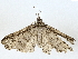  ( - BIOUG77704-F08)  @11 [ ] CreativeCommons - Attribution (2022) CBG Photography Group Centre for Biodiversity Genomics