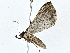  (Salia Malaise2621 - BIOUG77705-A08)  @11 [ ] CreativeCommons - Attribution (2022) CBG Photography Group Centre for Biodiversity Genomics