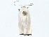  ( - BIOUG77705-A11)  @11 [ ] CreativeCommons - Attribution (2022) CBG Photography Group Centre for Biodiversity Genomics