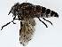  ( - BIOUG77705-G08)  @11 [ ] CreativeCommons - Attribution (2022) CBG Photography Group Centre for Biodiversity Genomics