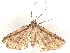  ( - BIOUG77706-A02)  @11 [ ] CreativeCommons - Attribution (2022) CBG Photography Group Centre for Biodiversity Genomics