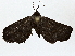  ( - BIOUG77706-A03)  @11 [ ] CreativeCommons - Attribution (2022) CBG Photography Group Centre for Biodiversity Genomics