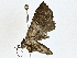  ( - BIOUG77706-F01)  @11 [ ] CreativeCommons - Attribution (2022) CBG Photography Group Centre for Biodiversity Genomics