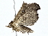  ( - BIOUG77707-D09)  @11 [ ] CreativeCommons - Attribution (2022) CBG Photography Group Centre for Biodiversity Genomics