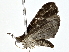  ( - BIOUG77707-F01)  @11 [ ] CreativeCommons - Attribution (2022) CBG Photography Group Centre for Biodiversity Genomics