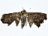  ( - BIOUG77707-F04)  @11 [ ] CreativeCommons - Attribution (2022) CBG Photography Group Centre for Biodiversity Genomics