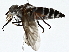  ( - BIOUG77707-F07)  @11 [ ] CreativeCommons - Attribution (2022) CBG Photography Group Centre for Biodiversity Genomics