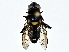  ( - BIOUG77707-F08)  @11 [ ] CreativeCommons - Attribution (2022) CBG Photography Group Centre for Biodiversity Genomics