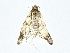  (Ategumia Malaise7387 - BIOUG77707-G07)  @11 [ ] CreativeCommons - Attribution (2022) CBG Photography Group Centre for Biodiversity Genomics