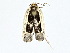  ( - BIOUG77708-G04)  @11 [ ] CreativeCommons - Attribution (2022) CBG Photography Group Centre for Biodiversity Genomics