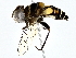  ( - BIOUG77709-B05)  @11 [ ] CreativeCommons - Attribution (2022) CBG Photography Group Centre for Biodiversity Genomics