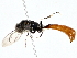  ( - BIOUG77709-E06)  @11 [ ] CreativeCommons - Attribution (2022) CBG Photography Group Centre for Biodiversity Genomics