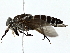  ( - BIOUG77710-A07)  @11 [ ] CreativeCommons - Attribution (2022) CBG Photography Group Centre for Biodiversity Genomics
