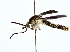  ( - BIOUG77710-A09)  @11 [ ] CreativeCommons - Attribution (2022) CBG Photography Group Centre for Biodiversity Genomics