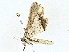  ( - BIOUG77710-C08)  @11 [ ] CreativeCommons - Attribution (2022) CBG Photography Group Centre for Biodiversity Genomics