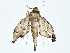  (spiloMalaise01 Malaise4618 - BIOUG77710-C10)  @13 [ ] CreativeCommons - Attribution (2022) CBG Photography Group Centre for Biodiversity Genomics