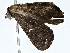  ( - BIOUG77710-G07)  @11 [ ] CreativeCommons - Attribution (2022) CBG Photography Group Centre for Biodiversity Genomics