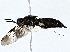  ( - BIOUG77710-G10)  @11 [ ] CreativeCommons - Attribution (2022) CBG Photography Group Centre for Biodiversity Genomics