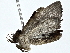  ( - BIOUG80713-B10)  @11 [ ] CreativeCommons - Attribution (2022) CBG Photography Group Centre for Biodiversity Genomics