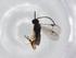  (Hypomicrogaster Malaise6119 - BIOUG82385-B04)  @11 [ ] CreativeCommons - Attribution (2022) Centre for Biodiversity Genomics Centre for Biodiversity Genomics