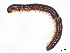  ( - BIOUG80715-H09)  @13 [ ] CreativeCommons - Attribution (2022) CBG Photography Group Centre for Biodiversity Genomics
