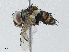  ( - CBG-A02850-B11)  @11 [ ] CreativeCommons - Attribution (2023) CBG Photography Group Centre for Biodiversity Genomics