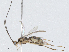  (Aleiodes Malaise8714 - CBG-A02850-C06)  @11 [ ] CreativeCommons - Attribution (2023) CBG Photography Group Centre for Biodiversity Genomics