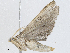 ( - CBG-A02850-D04)  @11 [ ] CreativeCommons - Attribution (2023) CBG Photography Group Centre for Biodiversity Genomics