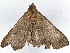  ( - CBG-A02851-G07)  @11 [ ] CreativeCommons - Attribution (2023) CBG Photography Group Centre for Biodiversity Genomics