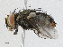  (Lespesia Malaise4053 - CBG-A02852-C03)  @11 [ ] CreativeCommons - Attribution (2023) CBG Photography Group Centre for Biodiversity Genomics