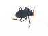 ( - CROBB10)  @11 [ ] CreativeCommons - Attribution Non-Commercial Share-Alike (2019) Vlatka Micetic Stankovic Croatian Natural History Museum Zagreb