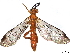  ( - BIOUG64434-B12)  @11 [ ] CreativeCommons - Attribution (2022) CBG Photography Group Centre for Biodiversity Genomics