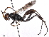  (Eragenia sp. 6 CW2014 - BIOUG64493-C12)  @11 [ ] CreativeCommons - Attribution (2022) CBG Photography Group Centre for Biodiversity Genomics