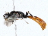 ( - BIOUG76528-C08)  @11 [ ] CreativeCommons - Attribution (2022) CBG Photography Group Centre for Biodiversity Genomics