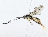  ( - BIOUG76528-F11)  @11 [ ] CreativeCommons - Attribution (2022) CBG Photography Group Centre for Biodiversity Genomics