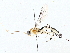  (Zaglyptus Malaise2271 - BIOUG76529-D06)  @13 [ ] CreativeCommons - Attribution (2022) CBG Photography Group Centre for Biodiversity Genomics
