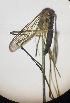  (Aedes rossicus - CROBB621)  @11 [ ] CreativeCommons - Attribution Non-Commercial Share-Alike (2020) Natasa Busic Josip Juraj Strossmayer University of Osijek