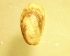  (Musculus cf. costulatus - CROBB248)  @11 [ ] CreativeCommons - Attribution Non-Commercial Share-Alike (2019) Moira Bursic Juraj Dobrila University of Pula
