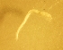  (Polyophthalmus sp - CROBB268)  @11 [ ] CreativeCommons - Attribution Non-Commercial Share-Alike (2019) Moira Bursic Juraj Dobrila University of Pula