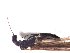  ( - CROBD3)  @11 [ ] CreativeCommons - Attribution Non-Commercial Share-Alike (2019) Martina Podnar Croatian Natural History Museum Zagreb